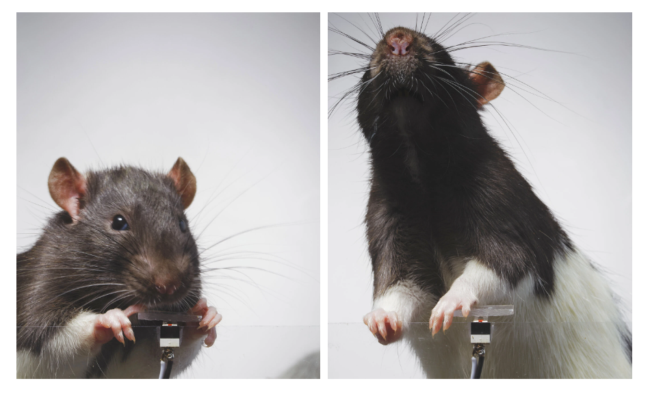 A patkányok is könnyen rászoknak a szelfizésre