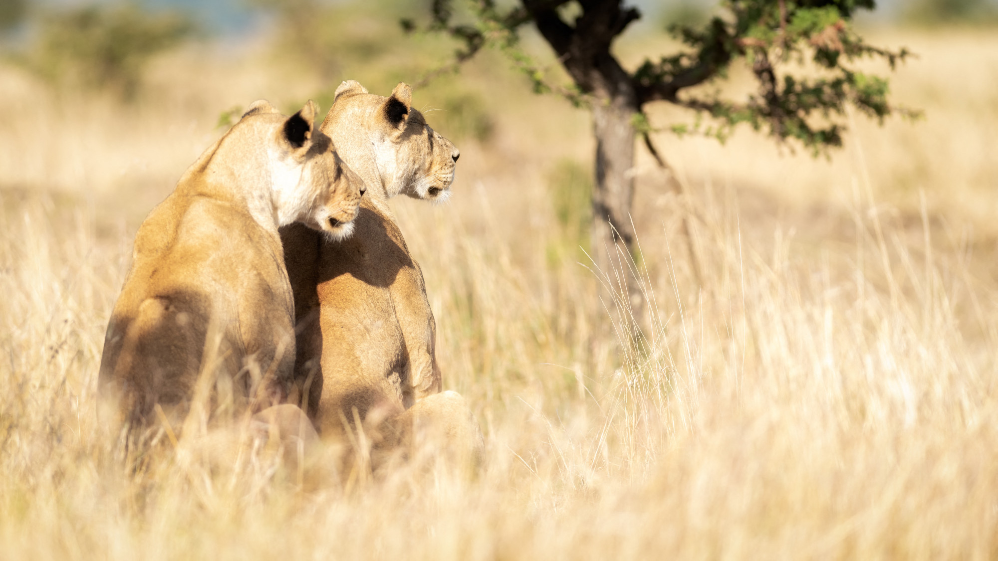 A kenyai oroszlánok étlapja mellett az egész szavannát átalakíthatja egy inváziós hangyafaj