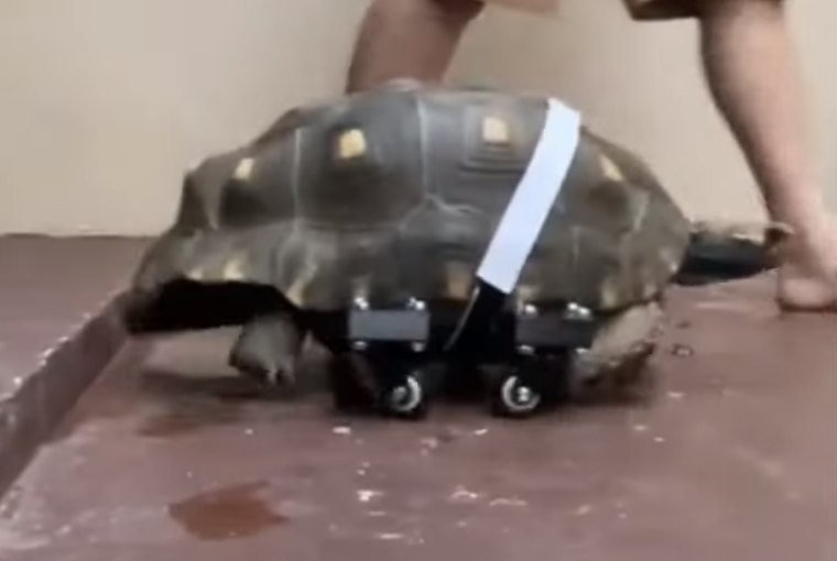 3D-nyomtatott kerekeket kapott, így újra tud közlekedni Filó, a 25 éves szenes teknős