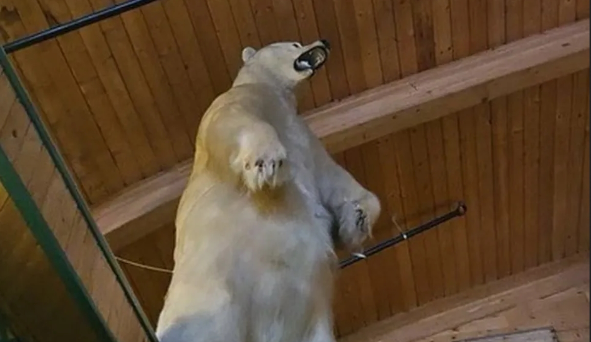 Rejtély, hogyan tudták ellopni ezt az irdatlan nagy kitömött jegesmedvét