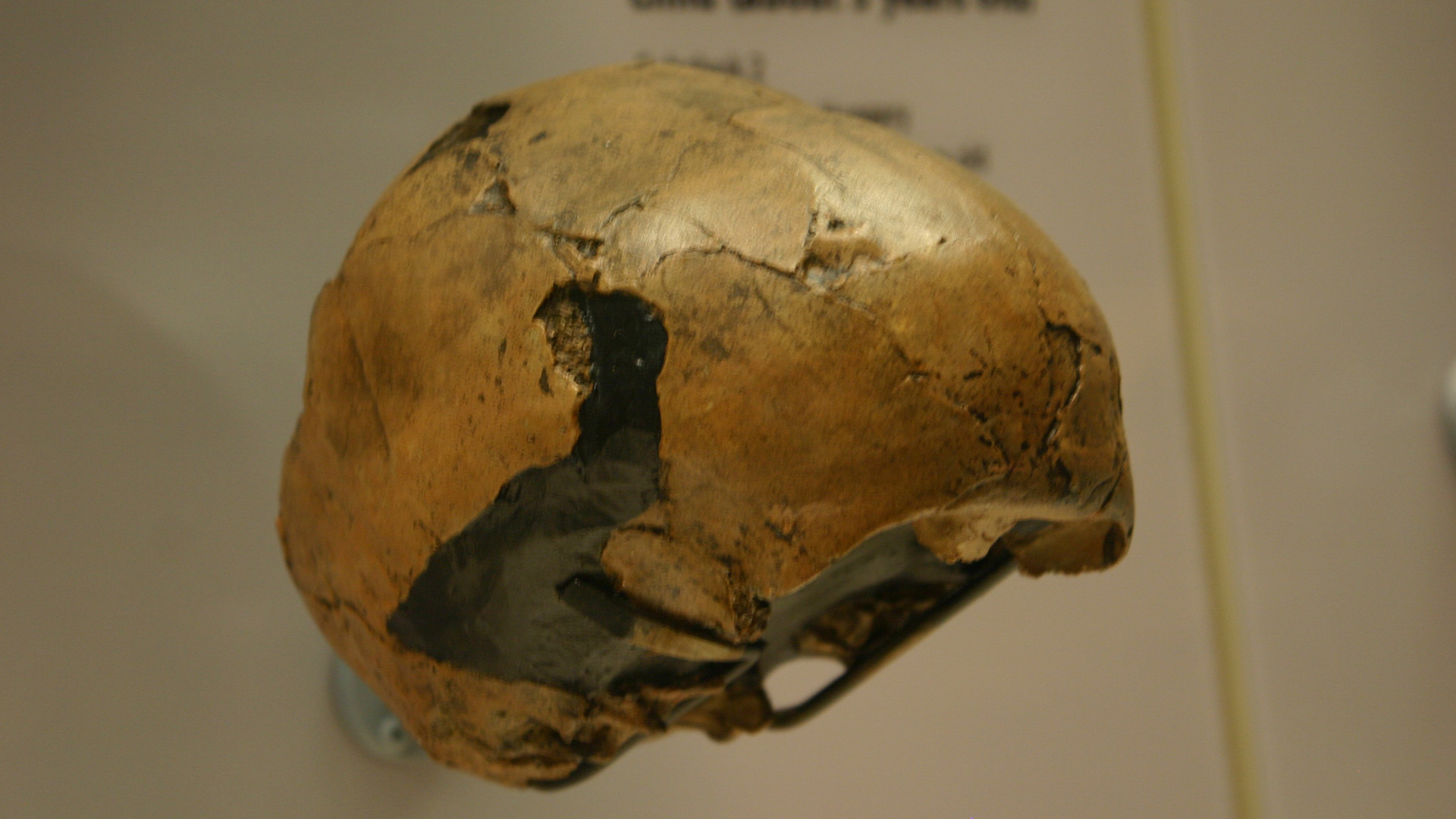 A Subalyuk-barlangból előkerült neandervölgyi gyerek koponyája a washingtoni Smithsonian Természettudományi Múzeumban