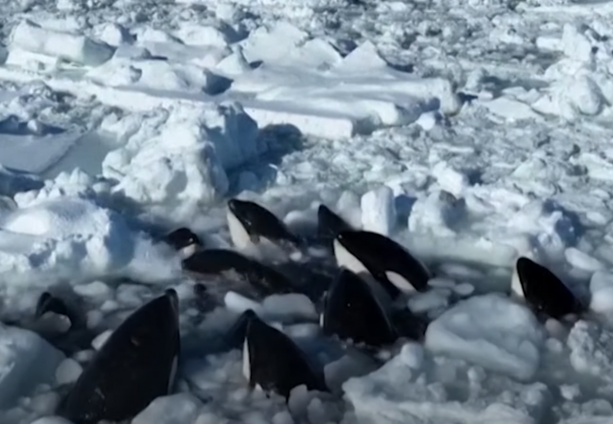 Egy csapatnyi orka szorult jégtáblák közé Japánban