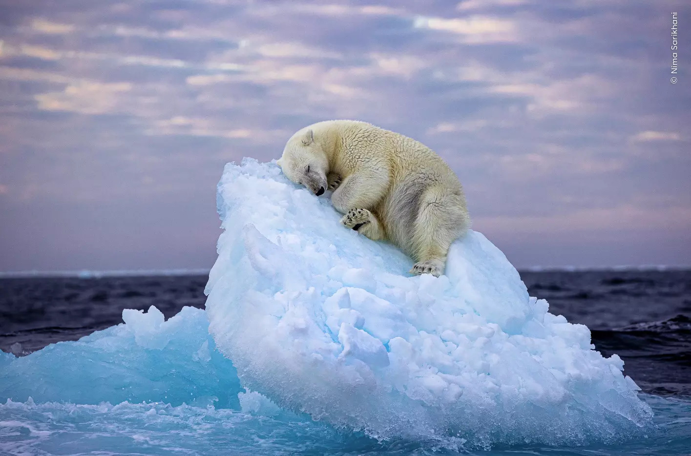 Minél jobban melegszik a sarkkör, annál gyorsabban öregszenek a jegesmedvék