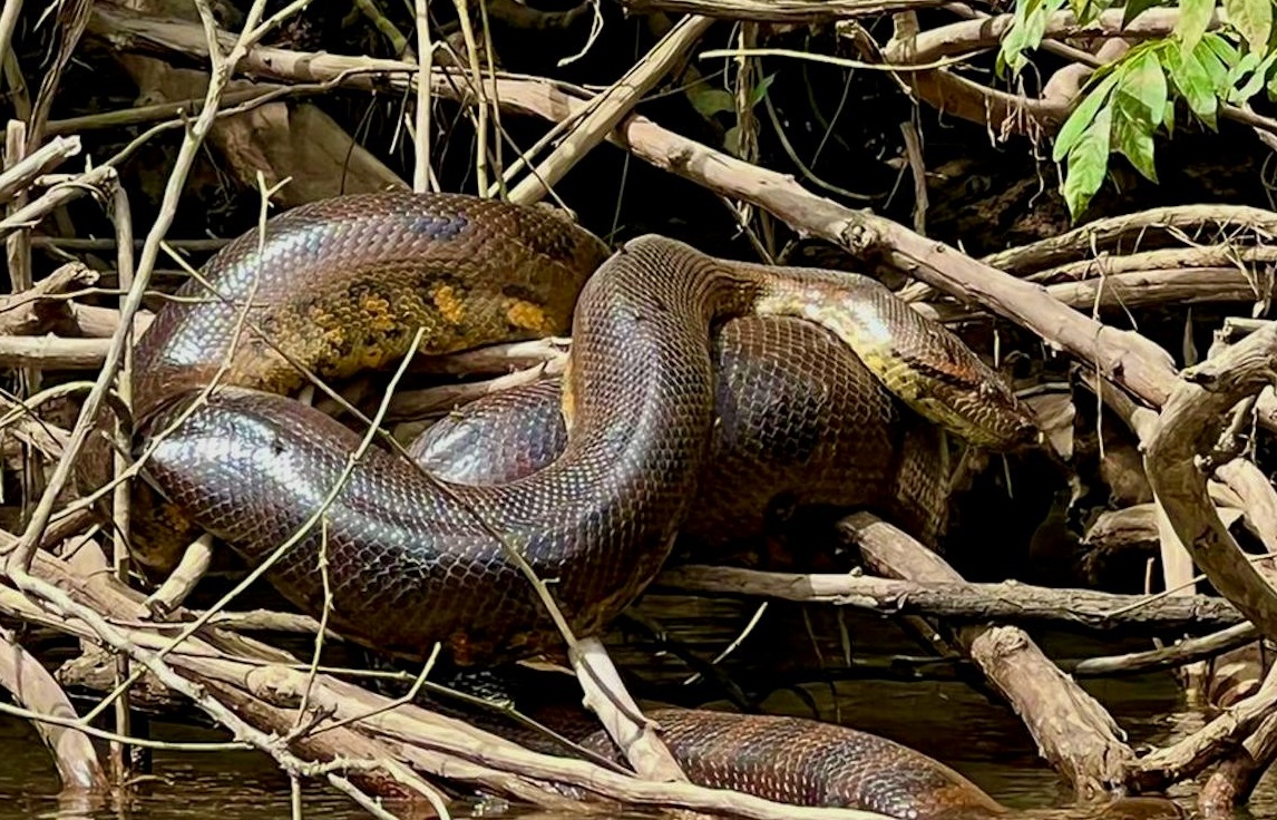 Új anakondafajt fedeztek fel, ami egyből át is vette a világ legnagyobb kígyója címet
