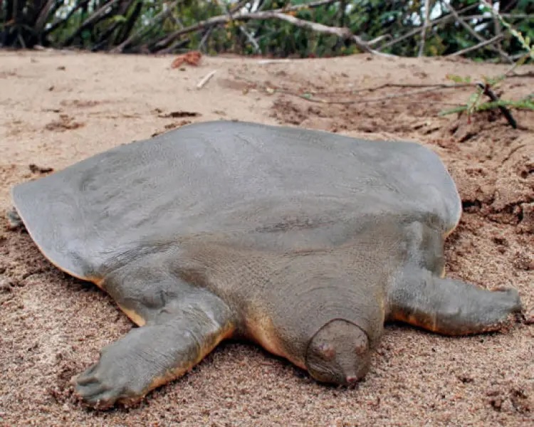 Ritka, kritikusan veszélyeztetett lágyhéjú teknős nőstény egyedére bukkantak