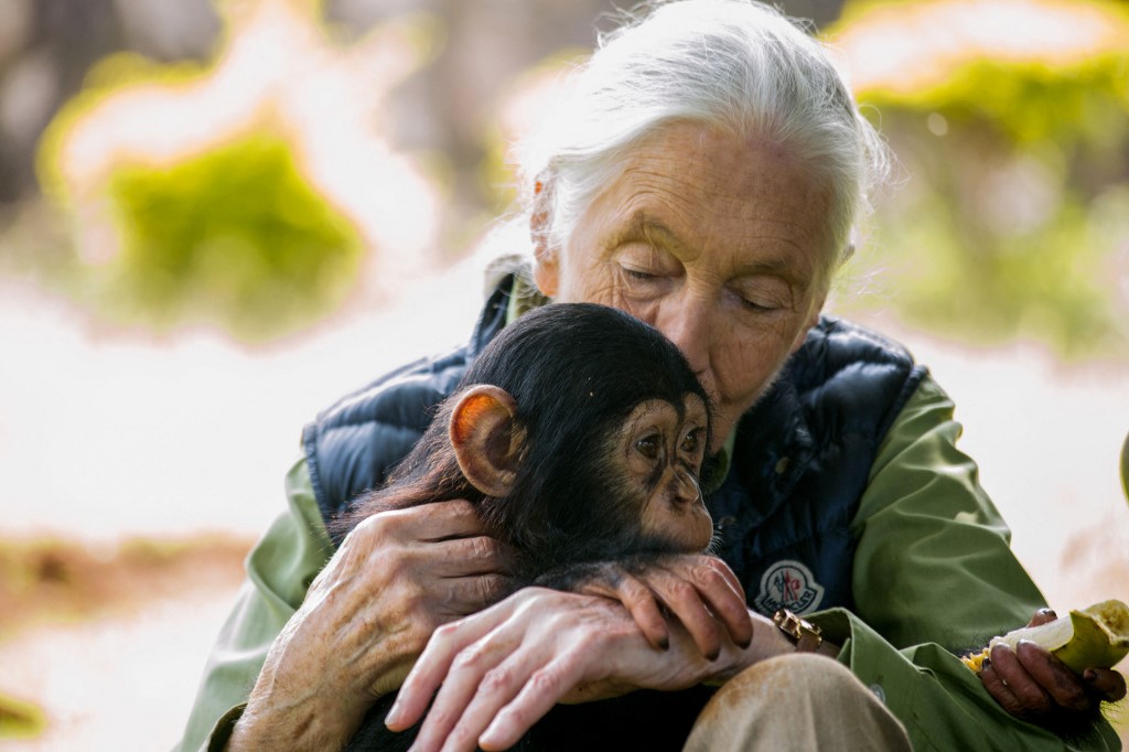 Jane Goodall világhírű főemlőskutató egy csimpánzbébivel Ugandában. Az emberszabásúaknak, vagyis gibbonféléknek, csimpánzoknak, gorilláknak, orangutánoknak és embereknek a legtöbb főemlőssel ellentétben nincs farkuk.