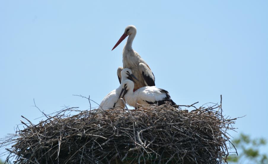 4550 párból áll a Magyarországon fészkelő fehér gólyák állománya