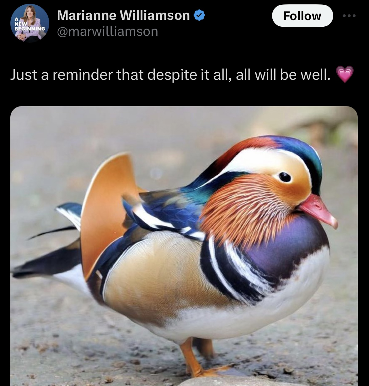 Marianne Williamson demokrata elnökjelölt nagyon furcsán rajong a madarakért