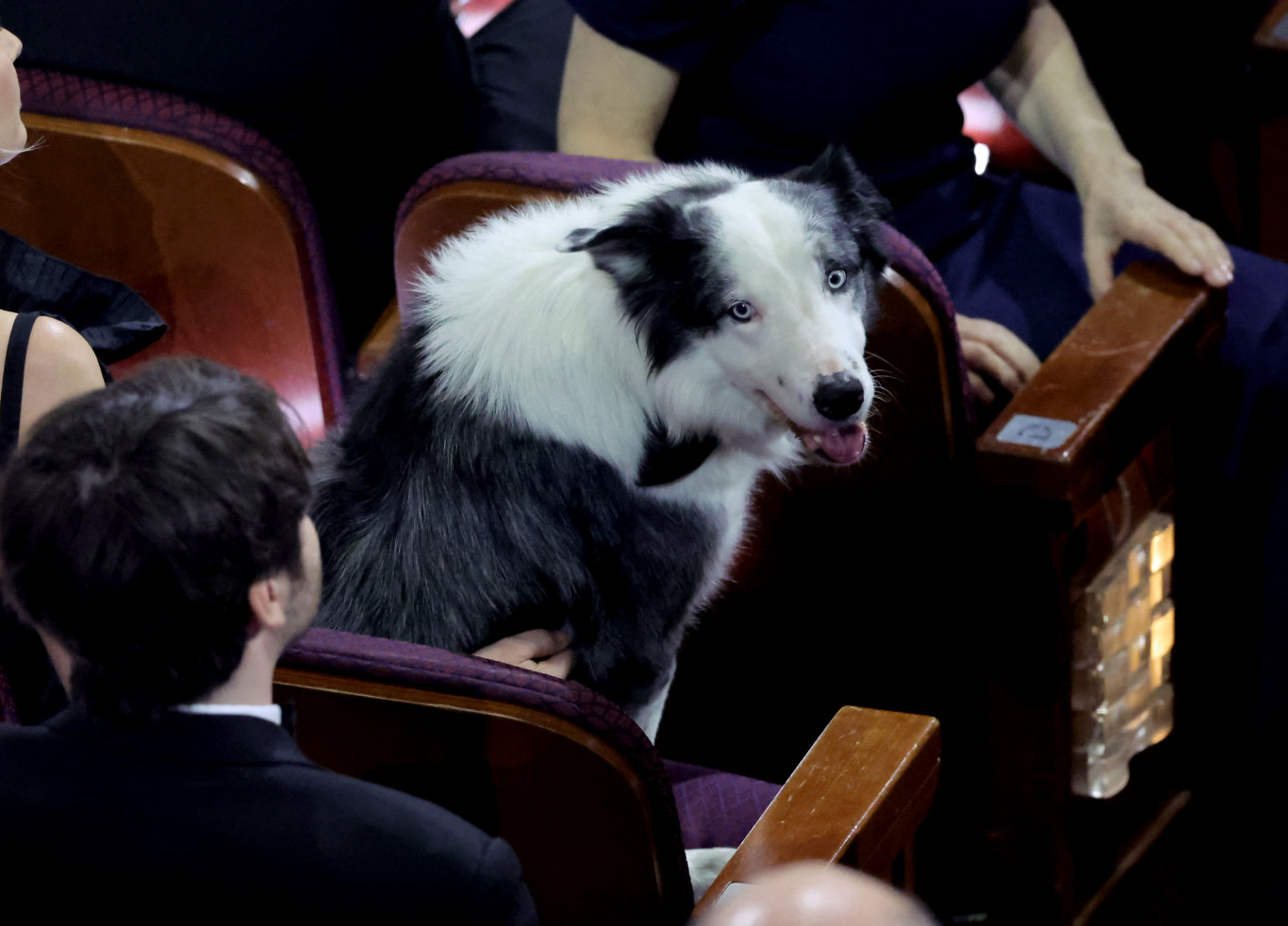 Mindenki megnyugodhat, ott volt az Oscaron Messi, az Egy zuhanás anatómiája border collie-ja