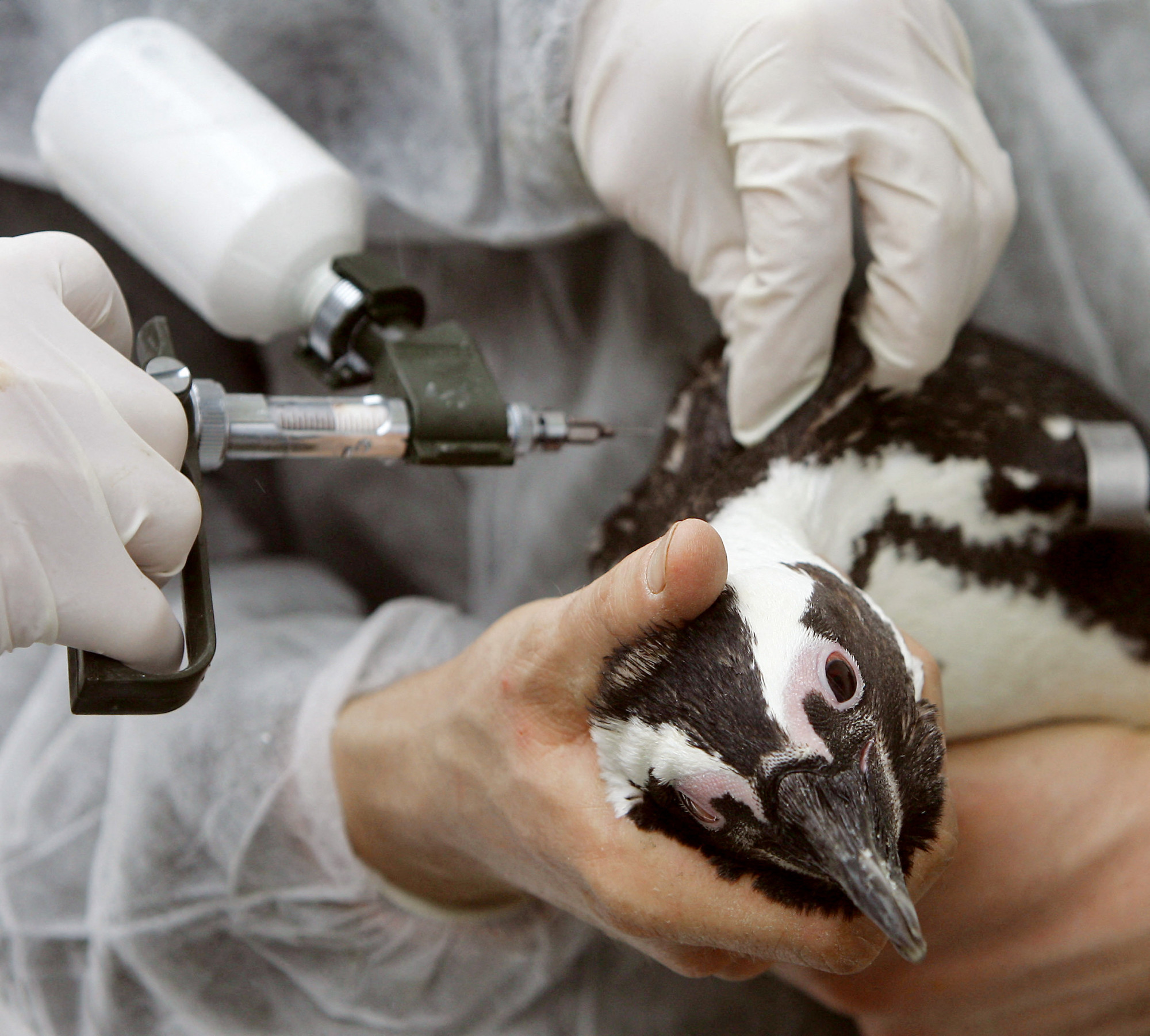 A madárinfluenza már a vadon élő pingvineket is megtámadta