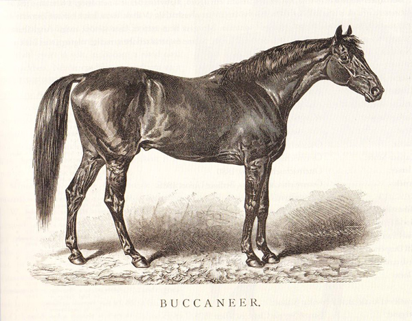 Buccaneer, az Epsomban 1876-ban Angol Derbyt nyerő Kisbér apja