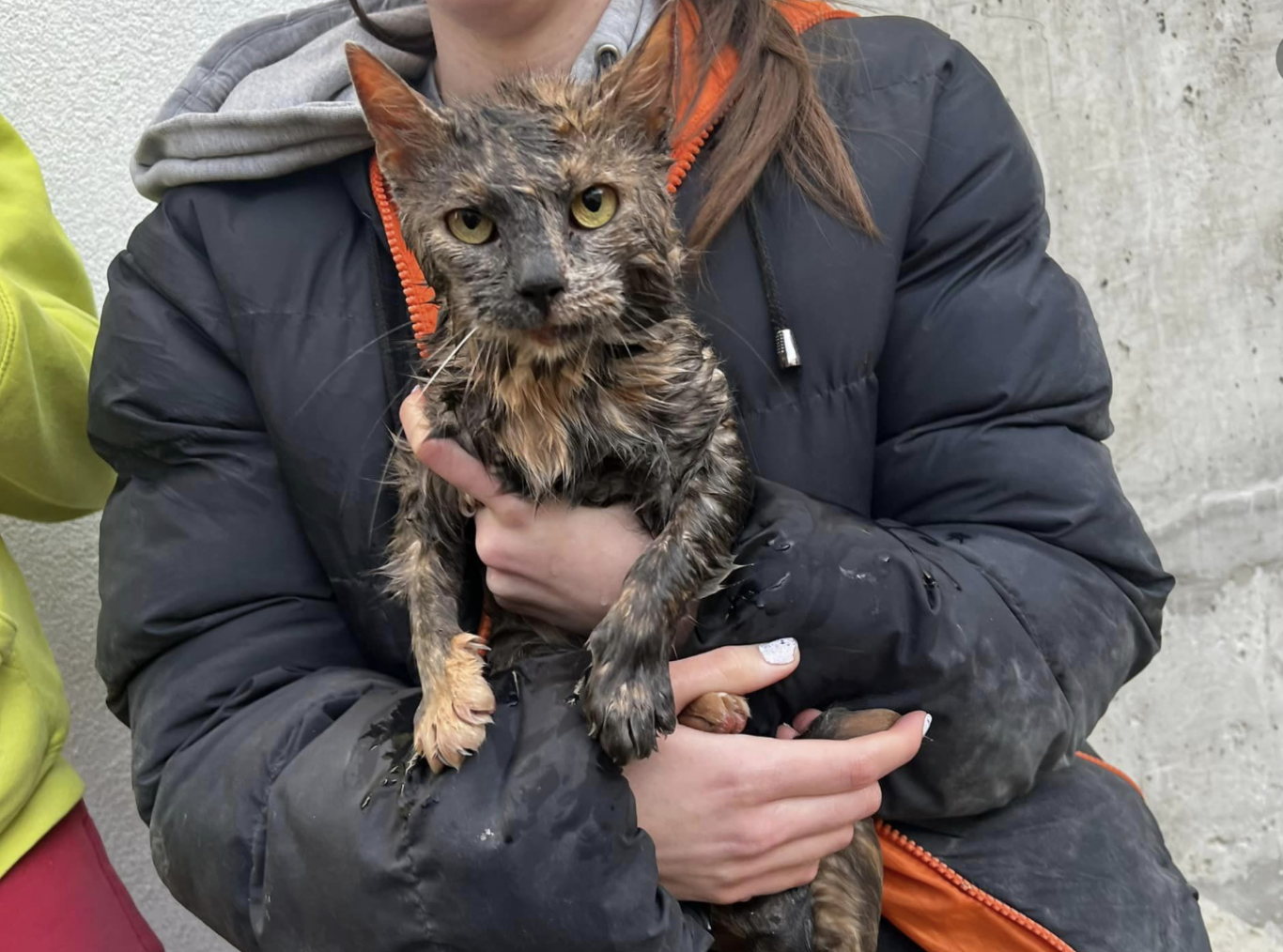 Hogy néz ki egy rózsadombi macska, miután 1 napot töltött el egy 6 méter mély cső alján, vízben kuporogva?