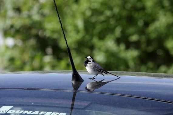 A civilizációs „szennyezés” miatt támadják tavasszal a madarak a tükröződő felületeket