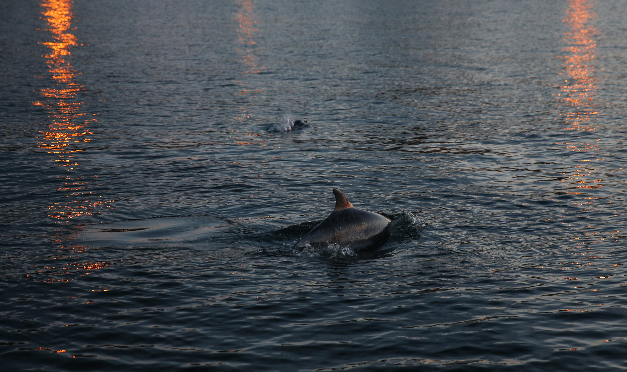Tömegével hullanak a delfinek a Fekete-tenger oroszországi partjainál