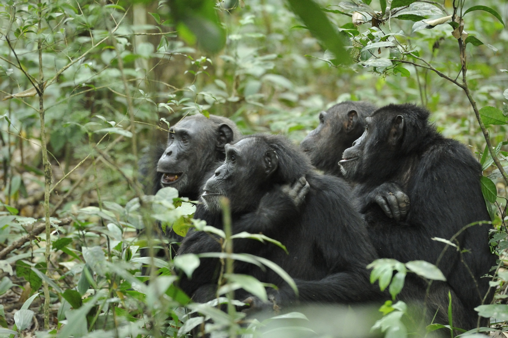 A ritkaföldfémek fokozódó kitermelése 180 ezer vadon élő csimpánz, bonobó és gorilla életét fenyegeti Afrikában