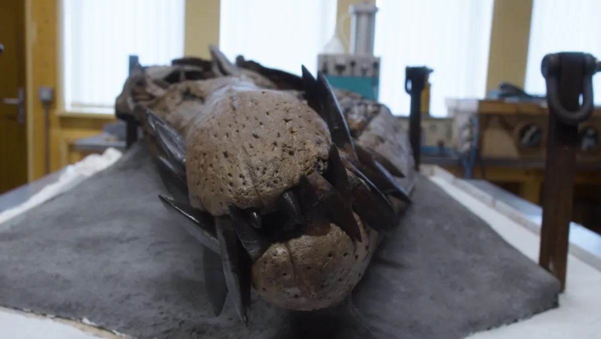 Attenborough-t is lenyűgözte az óriási plezioszauruszkoponya, amit a Jurassic partvidéken találtak