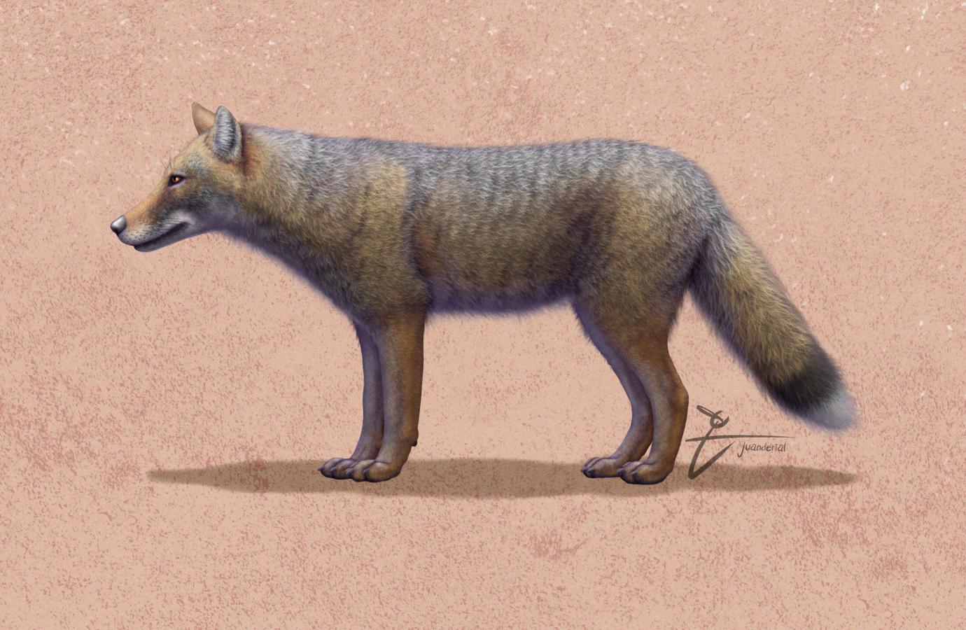 Patagónia őslakóinak kutyái valójában rókák voltak