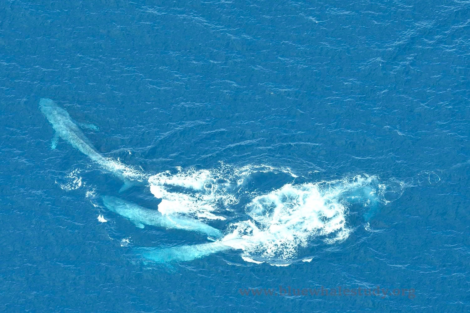 A kék bálnák násztáncában a nőstény vezet
