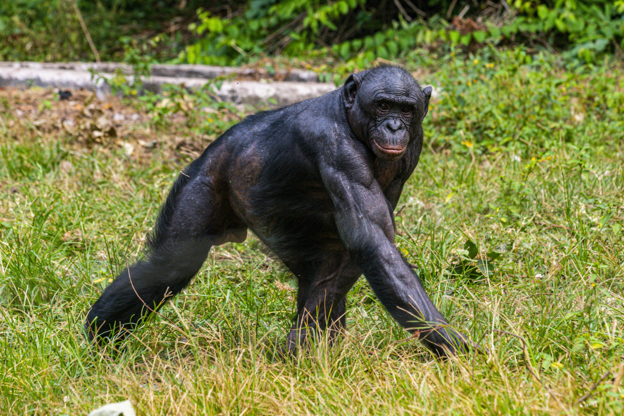 Az állatvilág békés szexterapeutáinak tartott bonobók hímjei a brutális csimpánzoknál is gyakrabban erőszakoskodnak