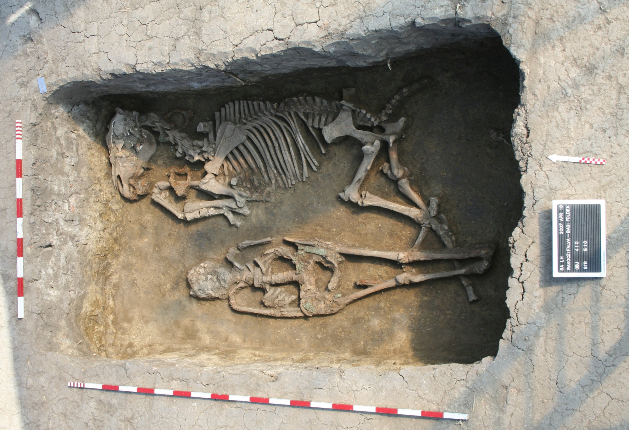 Lovas temetkezés a rákóczifalvi avar temetőből, Kr. u. 8. század. A sírban fekvő férfi az egyik családfa/közösség alapítójának fiatalon elhunyt fia