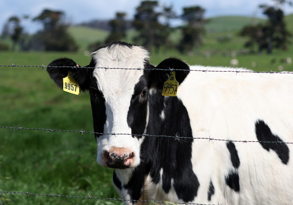 Egy tehén egy kaliforniai farmon az amerikai szarvasmarhákat érintő H5N1 járvány közepette