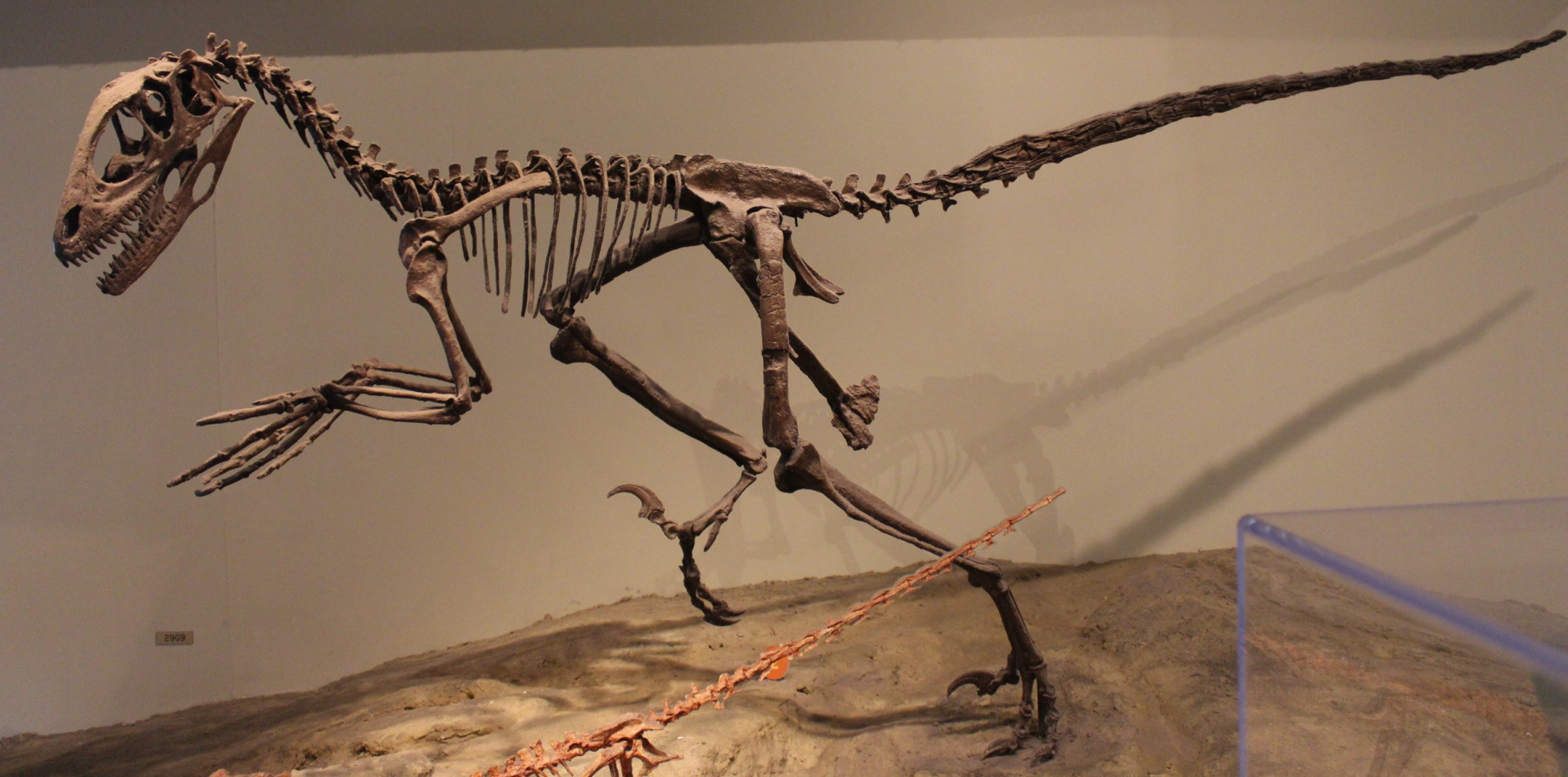 A raptorokhoz (Dromaeosauridae) tartozó Deinonychus, amiről a Jurassic Park Velociraptorát mintázták
