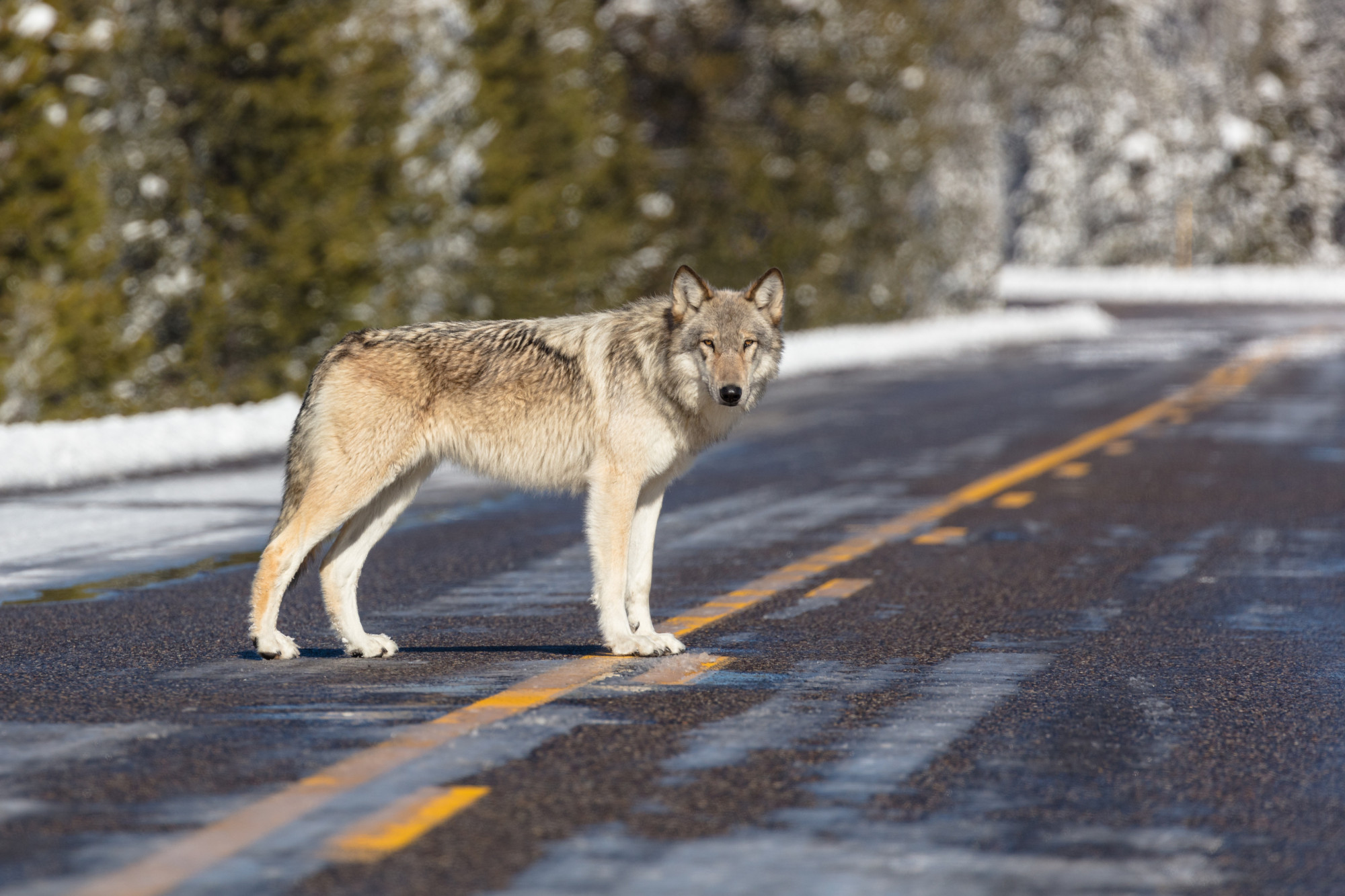 Szürke farkas a Yellowstone Nemzeti Parkot átszelő országúton