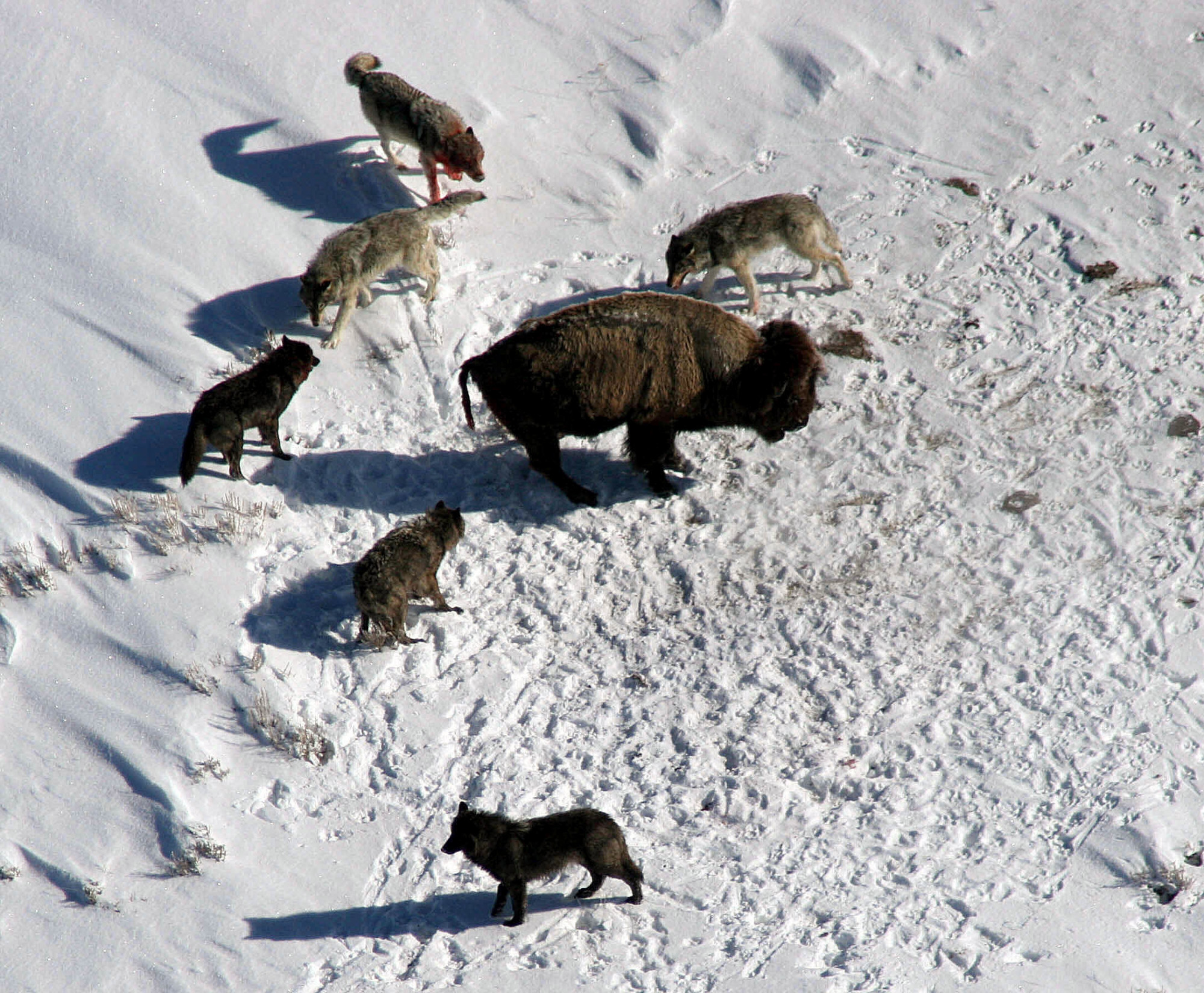 Bölényvadász farkasok még védekező prédájukkal 2005 februárjában a Yellowstone Nemzeti Parkban