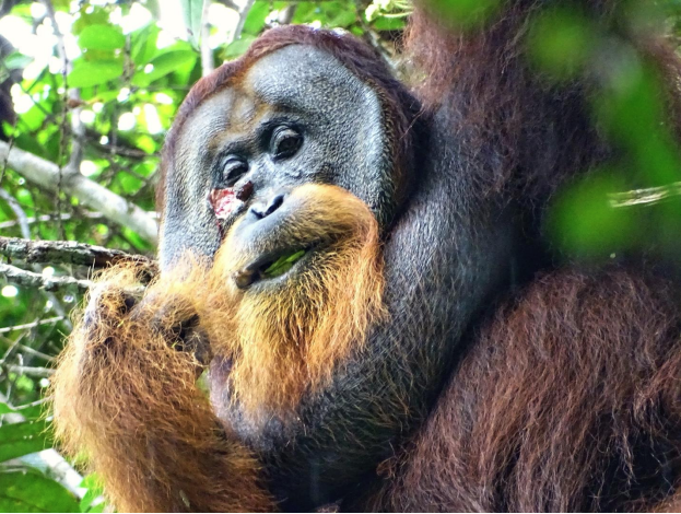 Rakus, egy hím szumátrai orangután egy gyógynövény nedveivel kenegette az arcán keletkezett sérülést