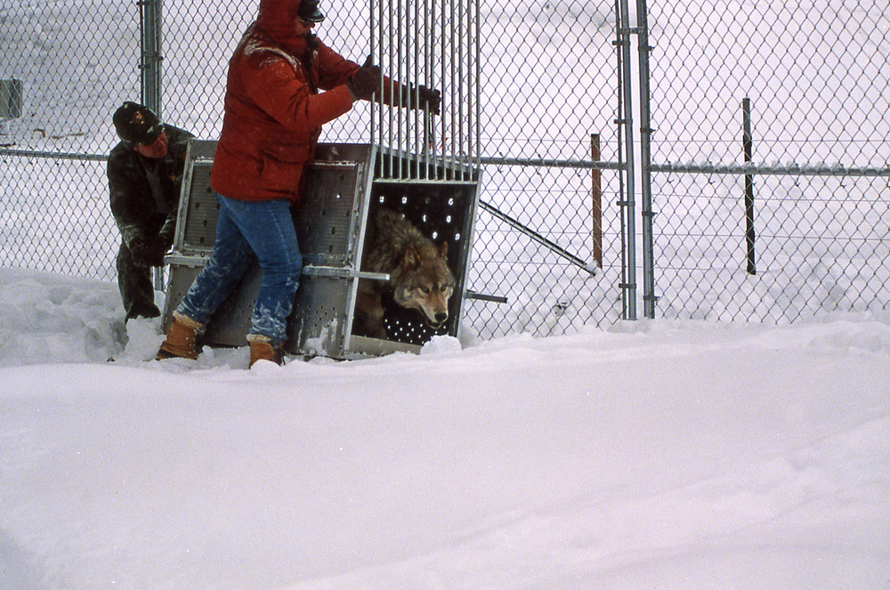 Az első szürke farkasok egyike a Yellowstone Nemzeti Parkban 1996. január 27-én