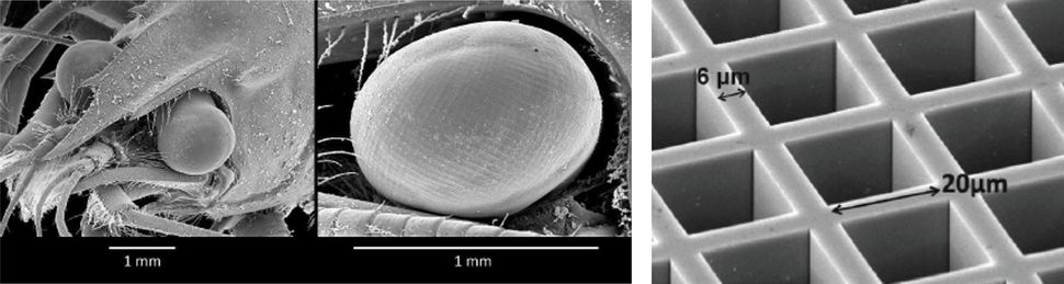 Balra egy homár szemének mikroszkopikus képe több ezer apró pórussal, jobbra ezeknek a pórusoknak a mérete