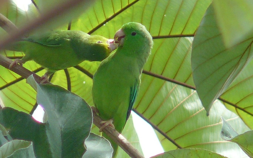 Az örökbefogadás szaporodási sikerrel jutalmazza egy dél-amerikai papagájfaj önzetlen hímjeit