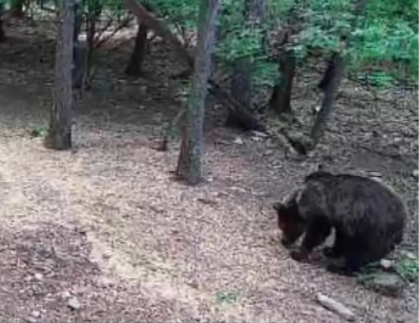 Medve a Bükkben, Cserépfalunál figyelmeztetik a kirándulókat