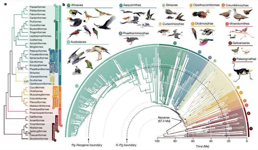 A madárcsaládok most elkészült törzsfája a valaha használt legteljesebb genetikai adatokon alapul.