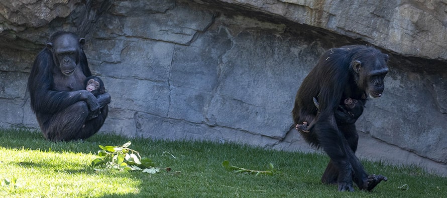 Natalia (jobbra) a Bioparc Valencia három hónapja gyászoló nőstény csimpánza 2024 májusában