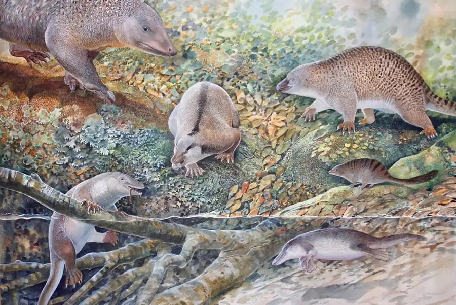 Egy ősi kacsacsőrű emlősre emlékeztető lény fosszíliái kerültek elő egy ausztrál múzeum fiókjából