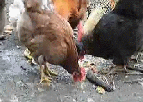 100 megvadult csirke terrorizál egy falut Angliában