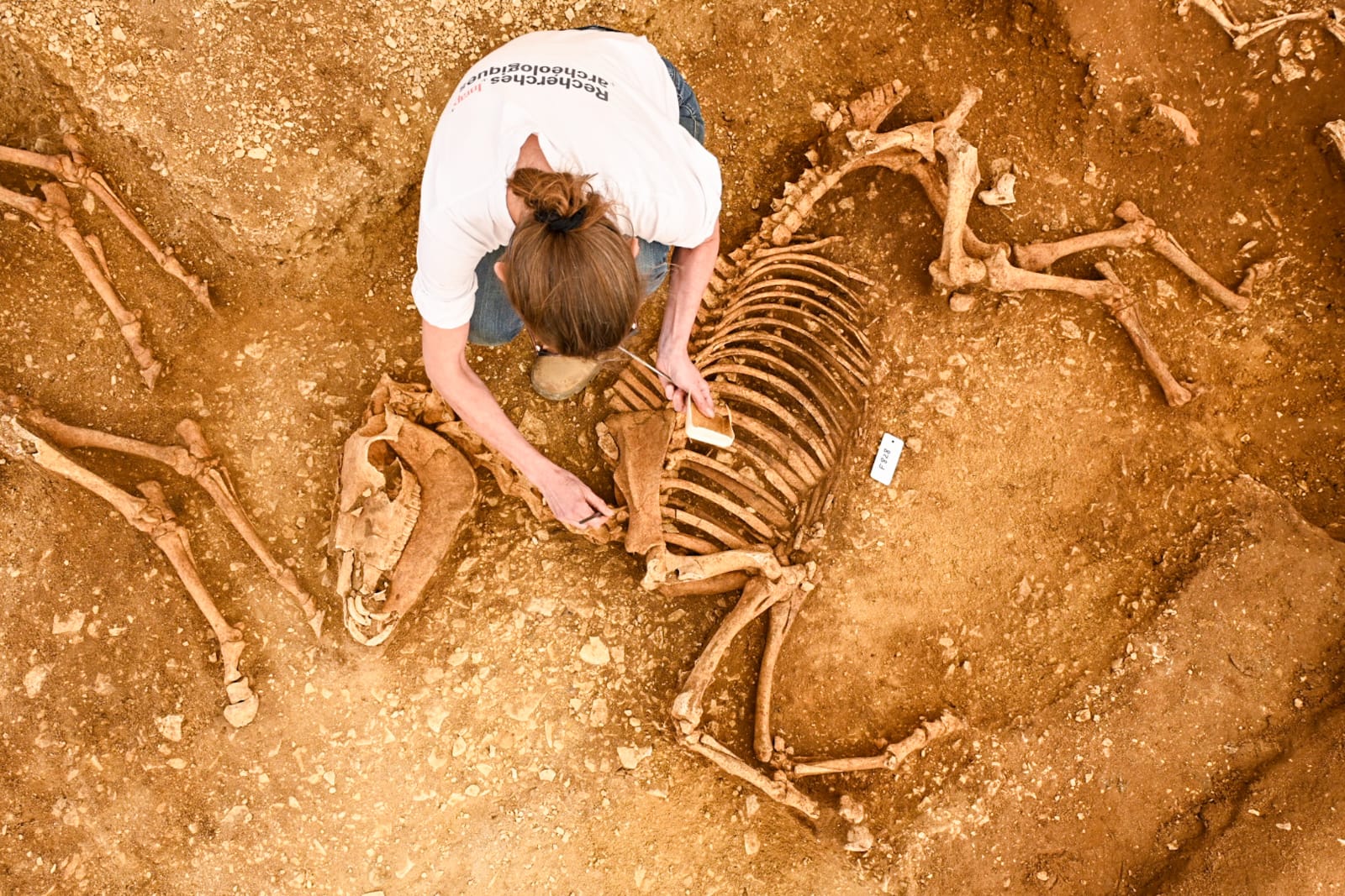 2000 éves lovak furcsán rendezett tömegsírjára bukkantak Franciaországban