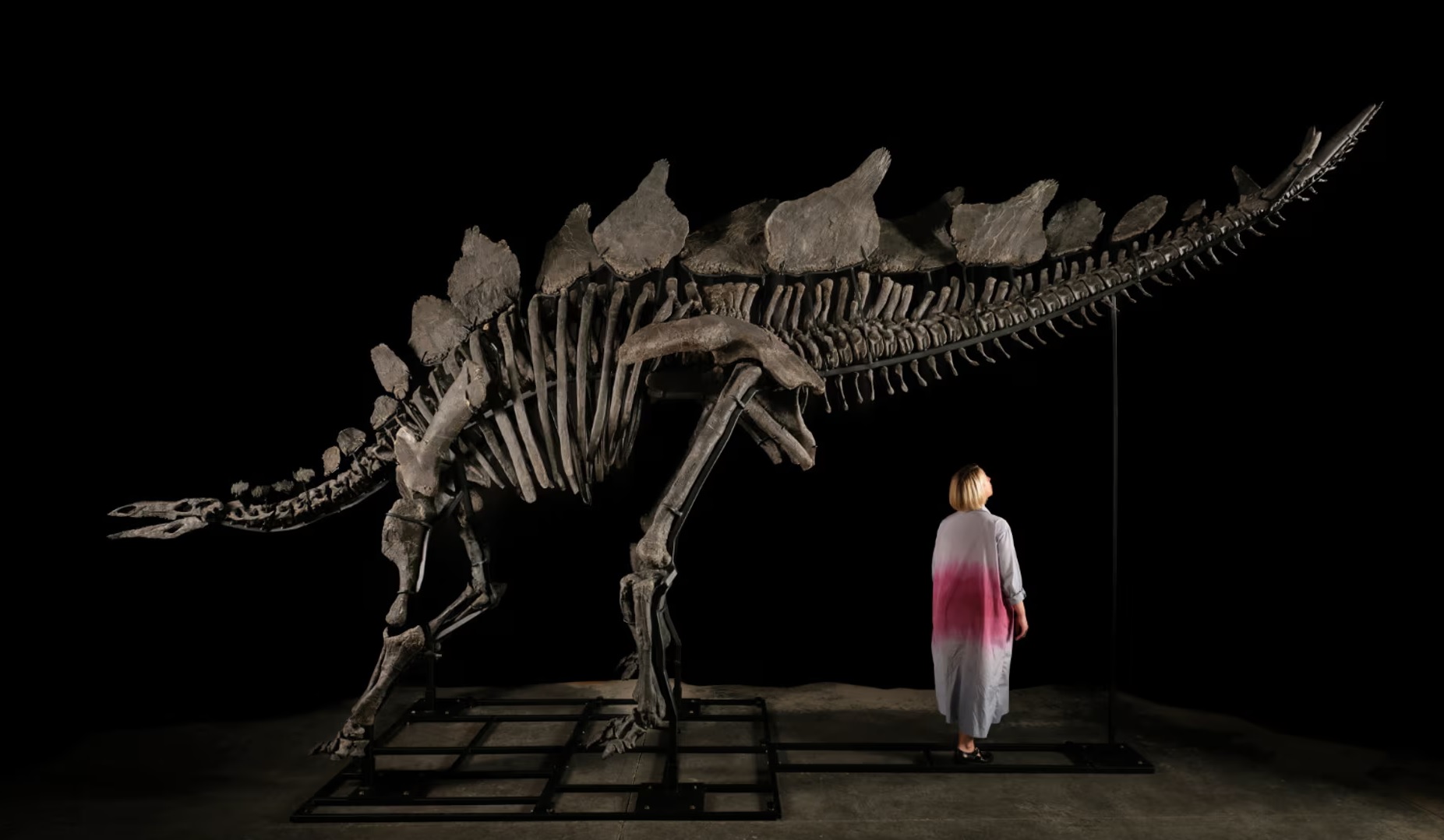 Az Apex néven emlegetett Stegosaurus a Sotheby's aukciós katalógusában