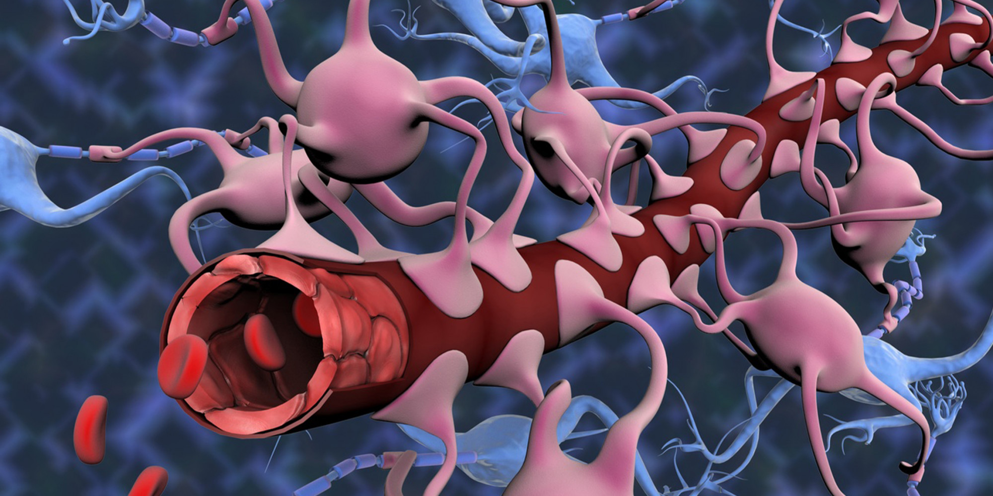 A vér-agy gát számítógépes illusztrációja