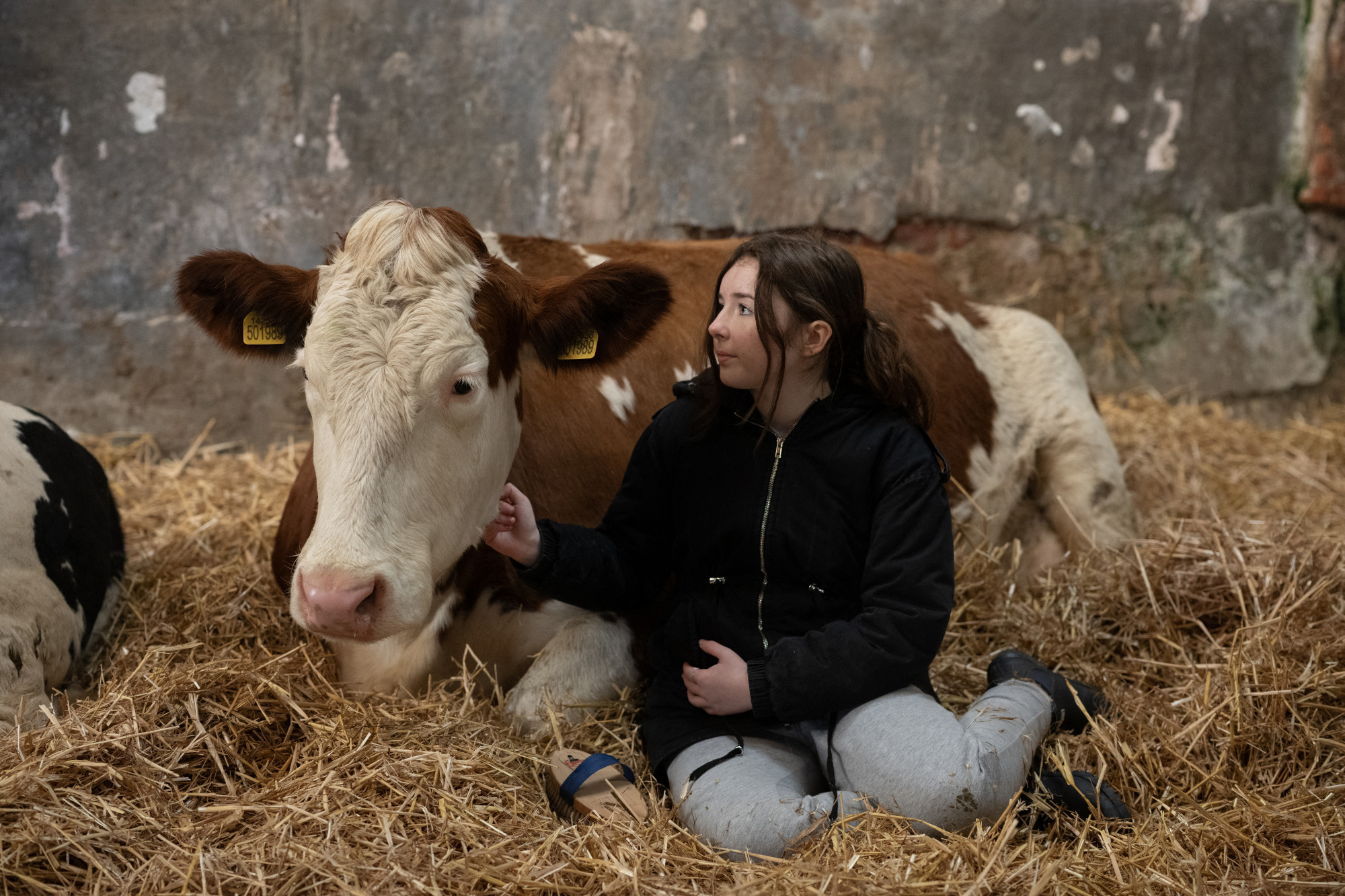 Ölelgess tehenet! A szarvasmarha-asszisztált terápia az embert és az állatot is boldogítja
