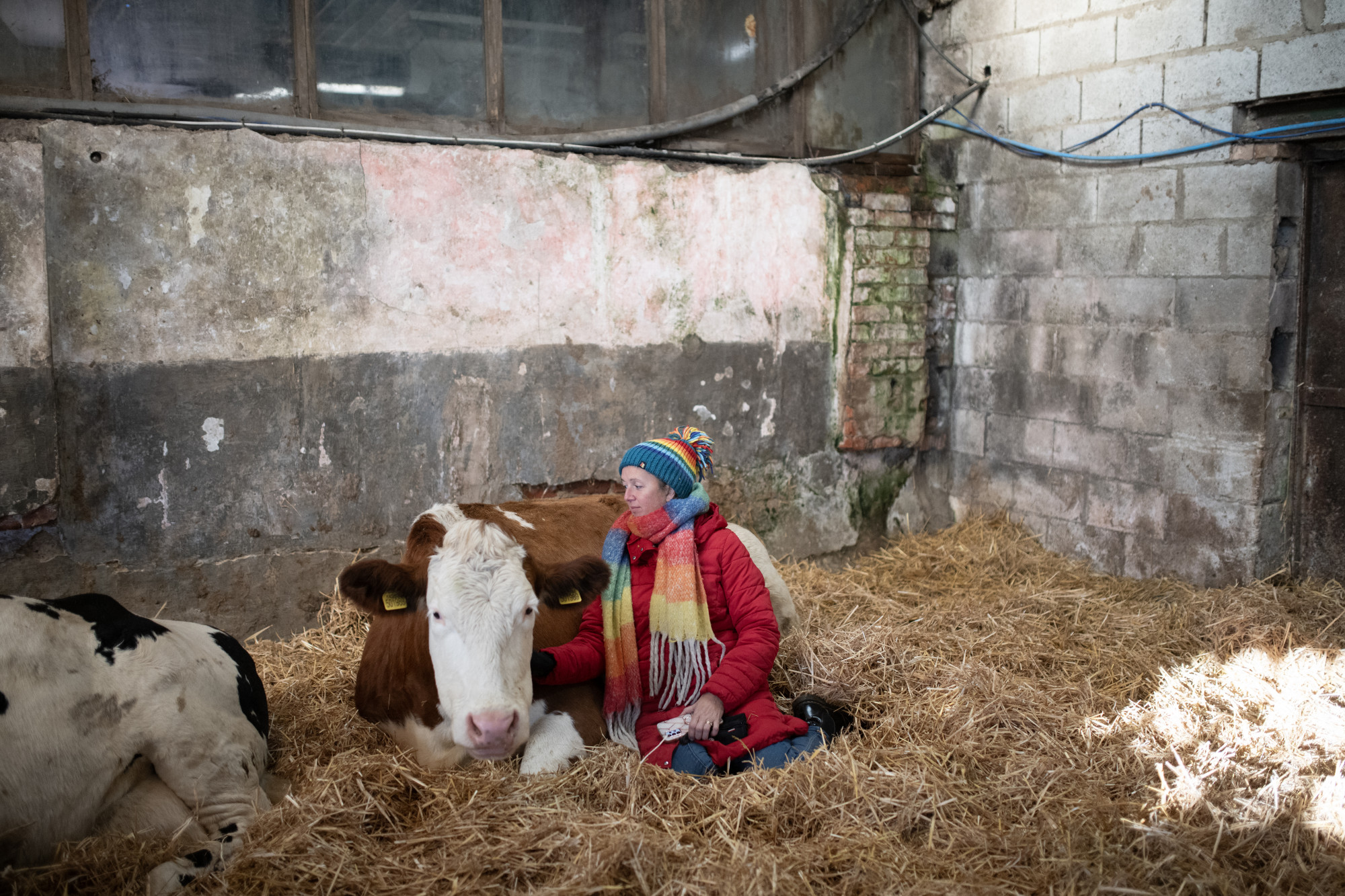 Tehén és ember a közös almon az észak-kelet angliai Dumble gazdaságban 2023 novemberében rendezett tehénölelő kurzuson