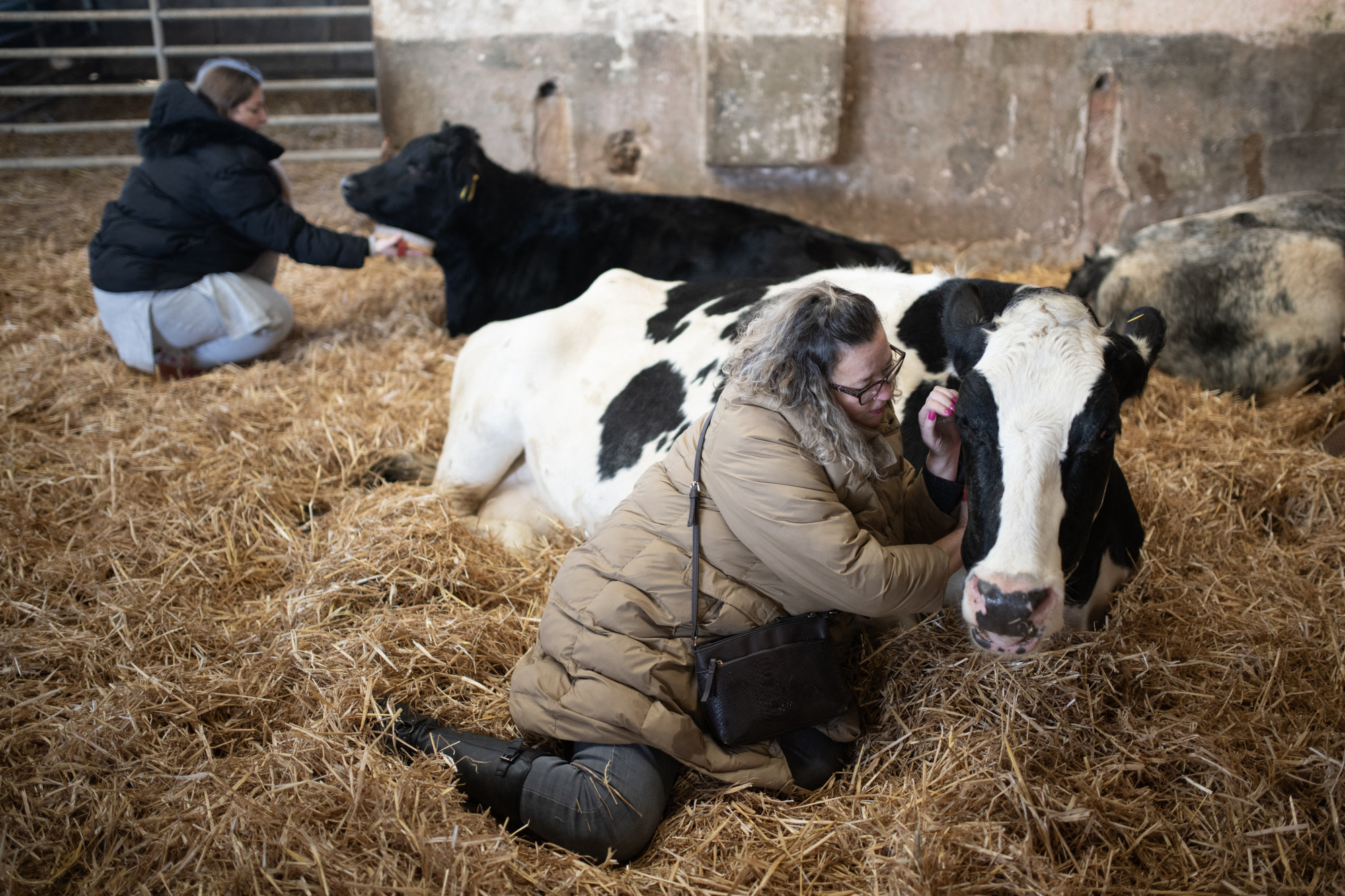 Ember-állat interakció az észak-kelet angliai Dumble gazdaságban 2023 novemberében rendezett tehénölelő kurzuson