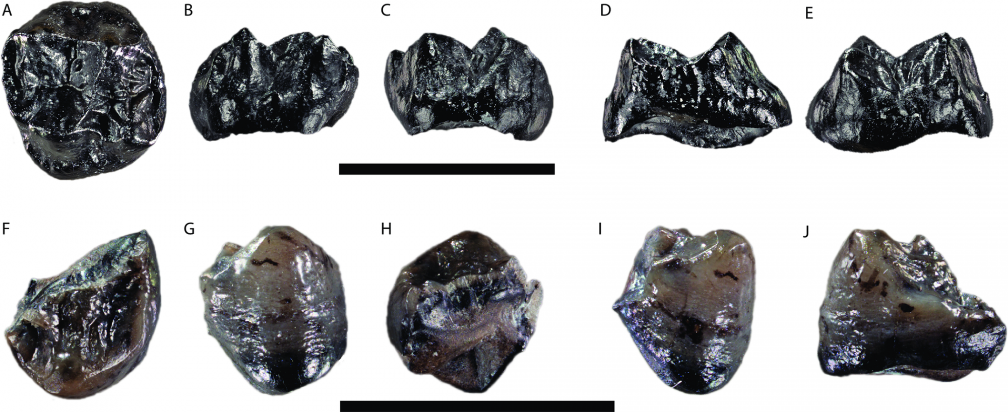 A bajorországi Hammerschmiede lelőhelyről előkerült, Buronius manfredschmidi néven lajstromozott hominida fosszilizálódott fogai