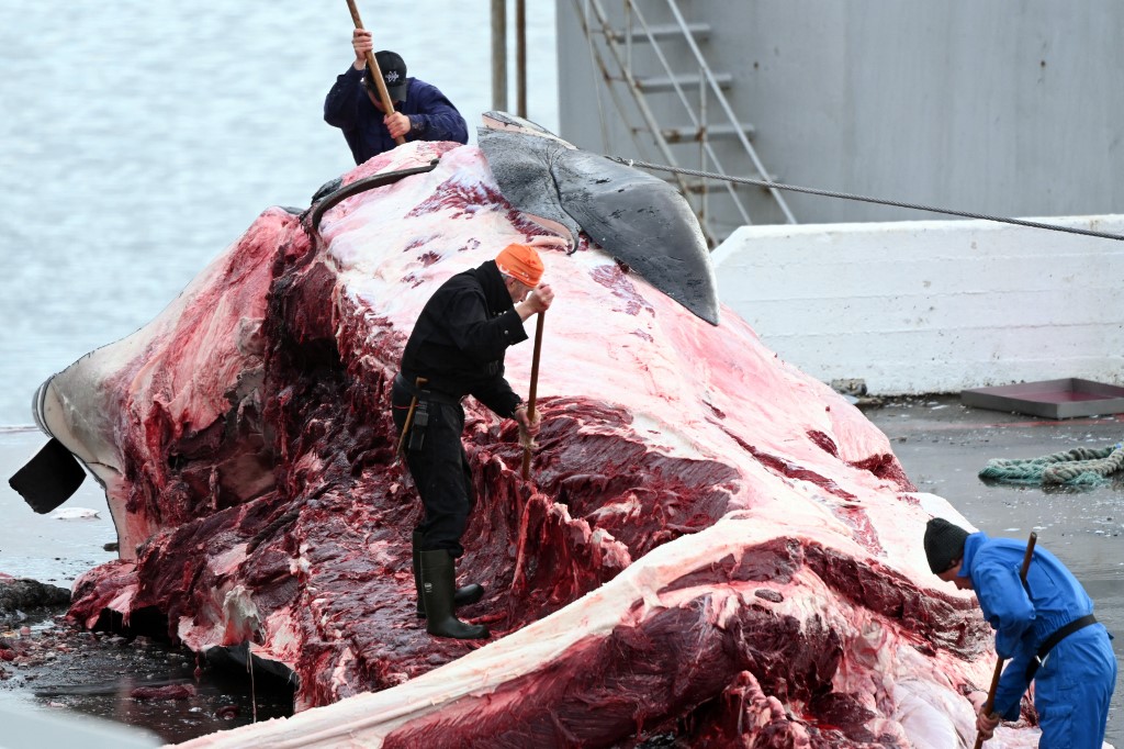 Izland engedélyt adott az ország utolsó bálnavadászati vállalatának 128 barázdás bálna levadászására