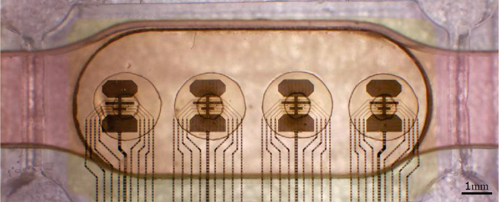 Egy svájci cég 16 emberi miniagy összekapcsolásával hozott létre bioszámítógépet