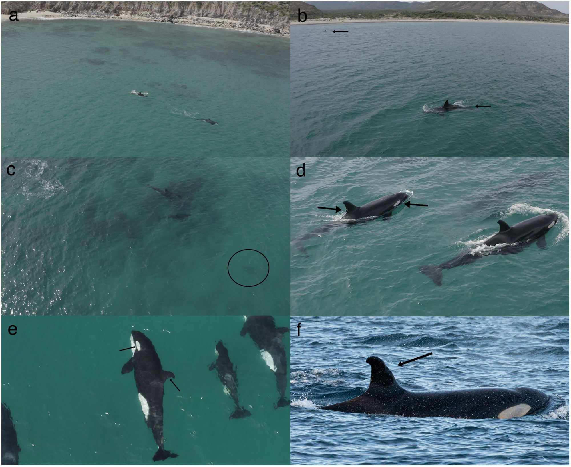 Az orkák a part mentén úsznak (a), hogy aztán egymástól eltávolodva (b) becserkésszék a képen körrel jelölt feketevégű cápát (c); nyilakkal jelölt hasított hátúszója alapján azonosított Quetzalli (d), az egyedi szemfoltú és kerekded hátúszója Waay (e,f)