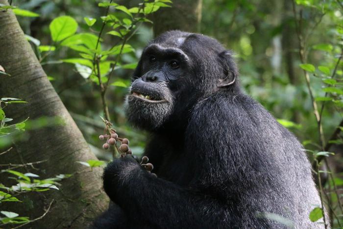 A Ficus exasperata terméséből csemegéző Zalu nevű csimpánz az ugandai Budongo természetvédelmi területen