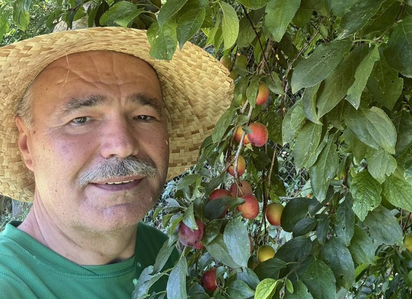 Nagy István: Érik a fostos szilva