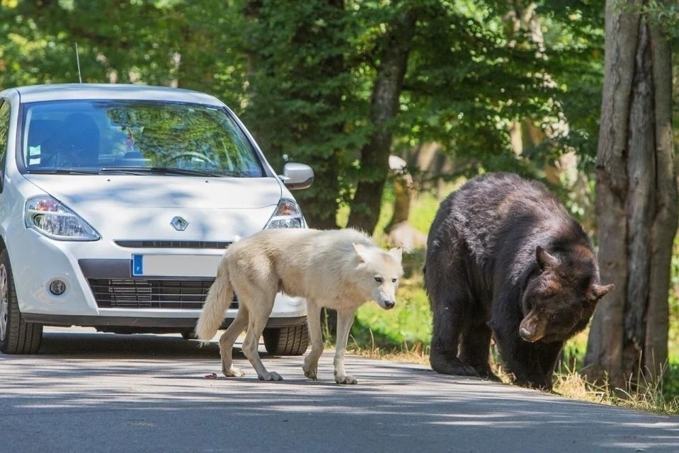 Egy kocogóra farkasok támadtak, miután betévedt egy szafariparkba Párizs közelében